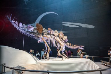 Londra, İngiltere - 27 Temmuz 2015: Doğal Tarih Müzesi - en eksiksiz stegosaurus