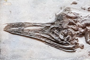 Londra, İngiltere - 27 Temmuz 2015: Doğal Tarih museumm - fosil ayrıntıları