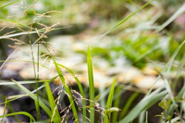 Nilüferler bir gölet üzerinde bitki örtüsü