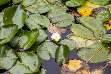 Nilüferler bir gölet üzerinde bitki örtüsü
