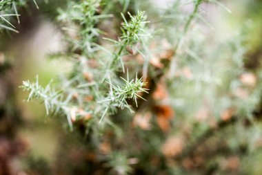 Yaprak doku ve yumuşak odak yeşil, soyut kompozisyonu