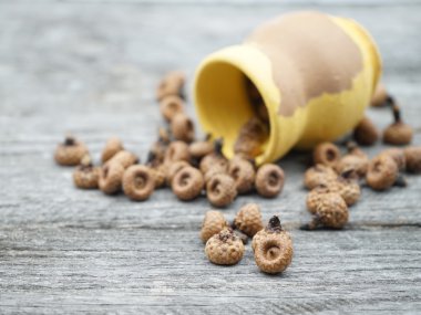 Küçük meşe palamutları ve eski bir ahşap yüzeyde küçük eski pot ile natürmort kompozisyon. Güzel vintage kompozisyon