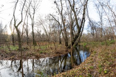 Geç sonbaharda güzel, renkli yaprakları ile parkta. Balık gözü lens etkileri