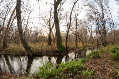 Geç sonbaharda güzel, renkli yaprakları ile parkta. Balık gözü lens etkileri