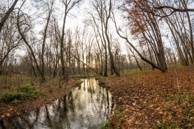 Geç sonbaharda güzel, renkli yaprakları ile parkta. Balık gözü lens etkileri