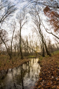 Geç sonbaharda güzel, renkli yaprakları ile parkta. Balık gözü lens etkileri