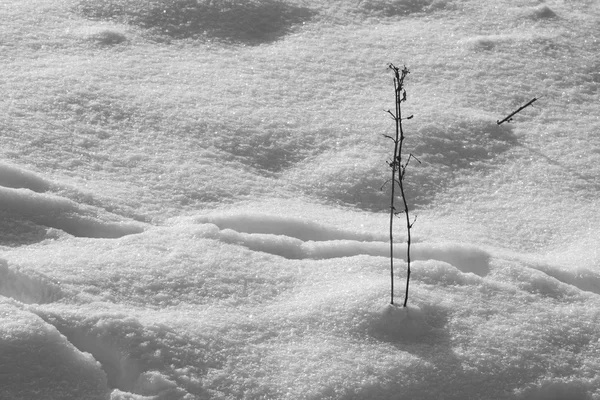 Paysage hivernal avec champs et plantes séchées — Photo