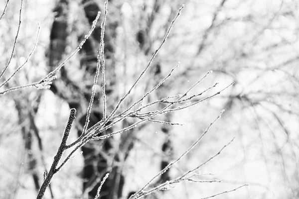 Şube hoarfrost ve kar ile doğal arka plan dolu — Stok fotoğraf