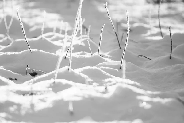 Ramo pieno di brina e neve con sfondo naturale — Foto Stock