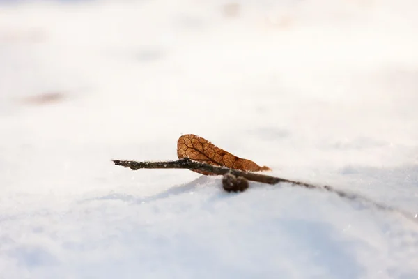 Gren full av rimfrost och snö med naturlig bakgrund — Stockfoto