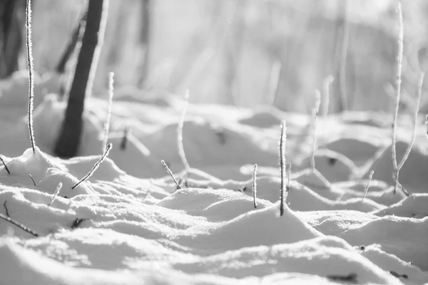 Ramo cheio de geada e neve com fundo natural — Fotografia de Stock