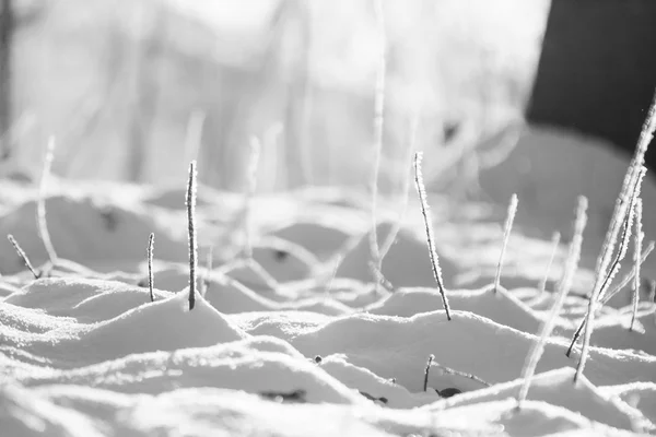 Ramo pieno di brina e neve con sfondo naturale — Foto Stock