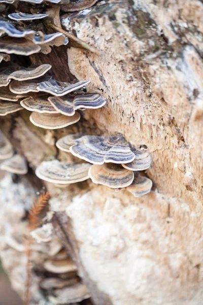 Bunte Baumpilze auf einem alten Stamm mit natürlichem Hintergrund - schöne Details — Stockfoto
