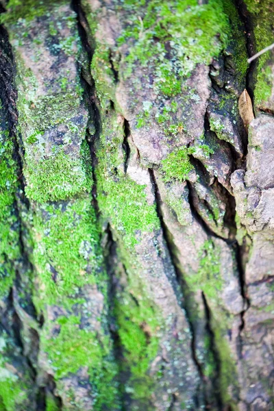 Composição abstrata com musgo verde na casca da árvore textura e fundo com foco muito suave — Fotografia de Stock