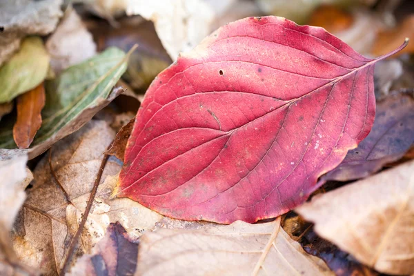 Fine autunno nel parco con belle foglie colorate — Foto Stock