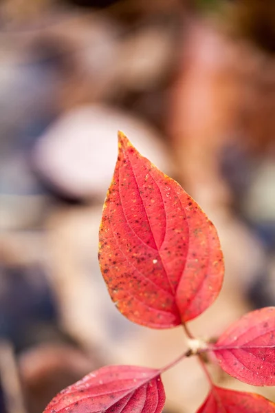 Pozdní podzim v parku s krásné, barevné listí — Stock fotografie
