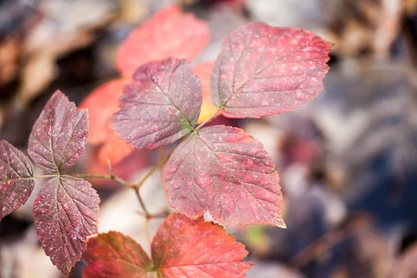 Late autumn in the park with beautiful, colorful leaves — Stock Photo, Image