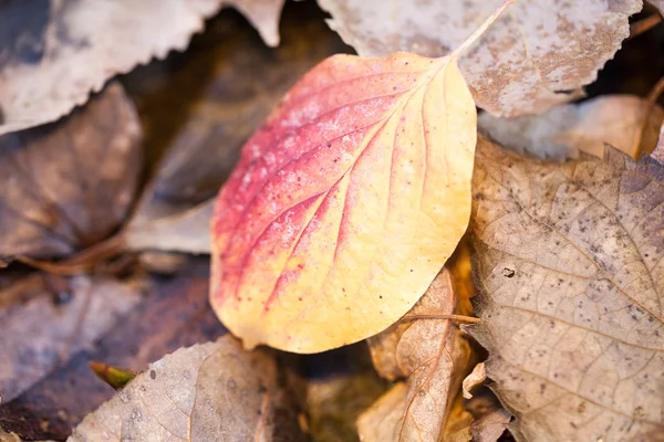 Fine autunno nel parco con belle foglie colorate — Foto Stock