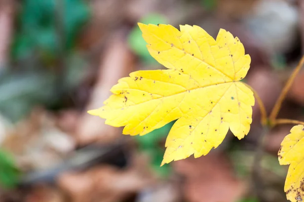 Fine autunno nel parco con belle foglie colorate — Foto Stock
