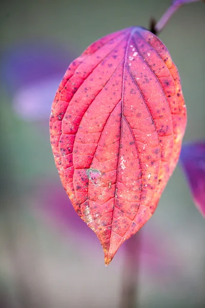 Late herfst in het park met mooie, kleurrijke bladeren — Stockfoto