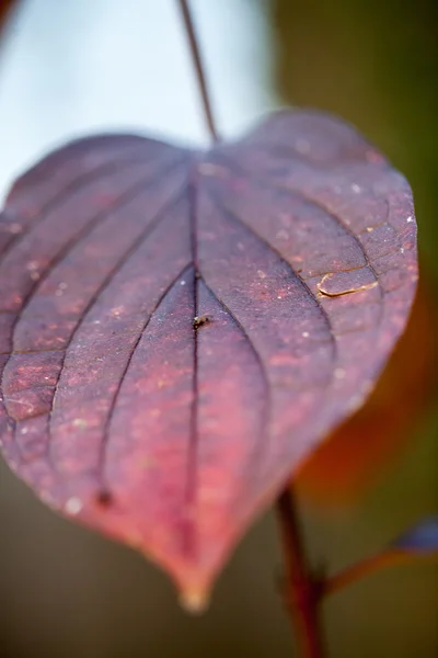 Late autumn in the park with beautiful, colorful leaves — Stock Photo, Image