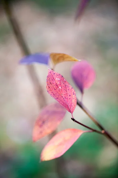 Fin automne dans le parc avec de belles feuilles colorées — Photo