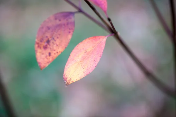 Finales de otoño en el parque con hojas hermosas y coloridas —  Fotos de Stock