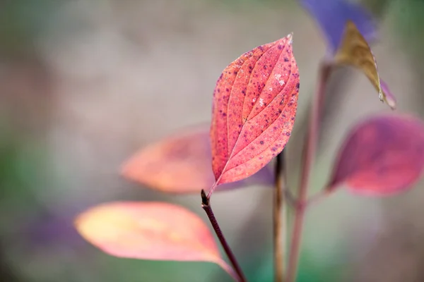Pozdní podzim v parku s krásné, barevné listí — Stock fotografie