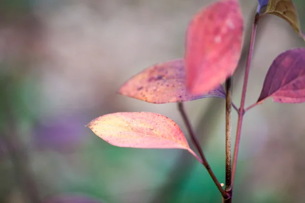 Late herfst in het park met mooie, kleurrijke bladeren — Stockfoto