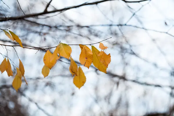 Późną jesienią w parku z pięknych, kolorowych liści — Zdjęcie stockowe