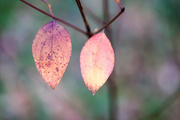 Late herfst in het park met mooie, kleurrijke bladeren — Stockfoto