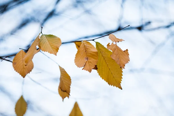 Late herfst in het park met mooie, kleurrijke bladeren — Stockfoto