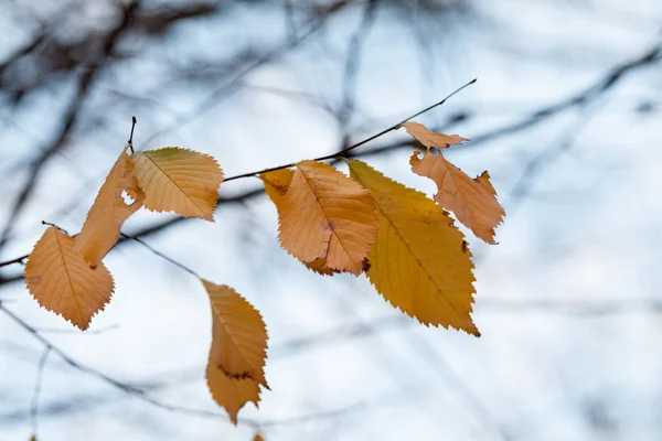 Fine autunno nel parco con belle foglie colorate — Foto Stock