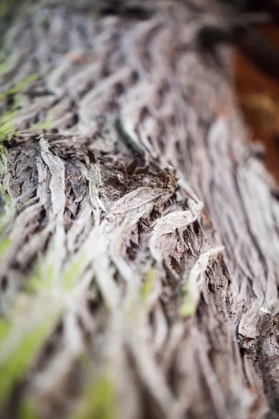Streszczenie skład z zielony mech na korze drzew - tekstury i tła z bardzo nieostrość — Zdjęcie stockowe