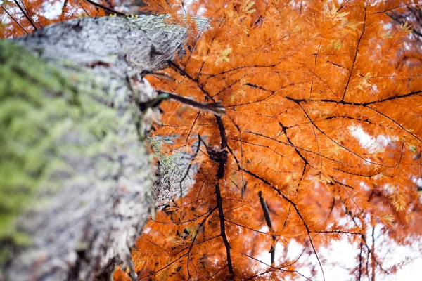 Fin automne dans le parc avec de belles feuilles colorées — Photo