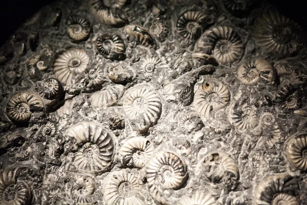 ロンドン、イギリス - 2015 年 7 月 27 日: 自然史美術館 - 化石の詳細 — ストック写真