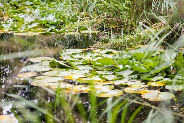 Nilüferler bir gölet üzerinde bitki örtüsü — Stok fotoğraf