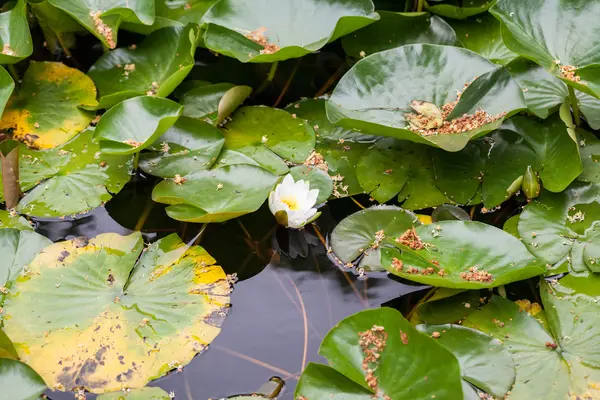 Vegetación en un estanque con nenúfares —  Fotos de Stock