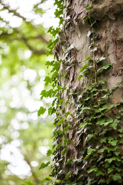 Bella edera selvatica sulla corteccia degli alberi nel parco — Foto Stock