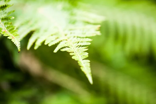 Folhas de samambaia com textura verde bonita — Fotografia de Stock