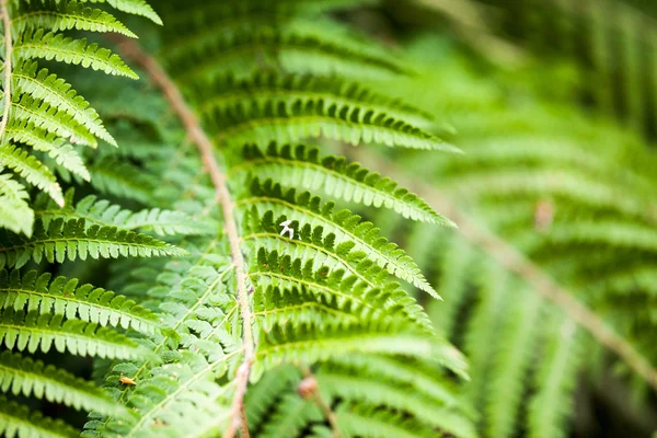 Foglie di felce con bella texture verde — Foto Stock