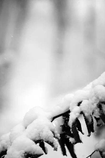 Paesaggio innevato nel parco. Dettagli sulle filiali — Foto Stock