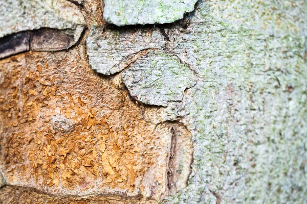 Corteza de árbol de Aesculus hybrida (buckeye híbrido) — Foto de Stock