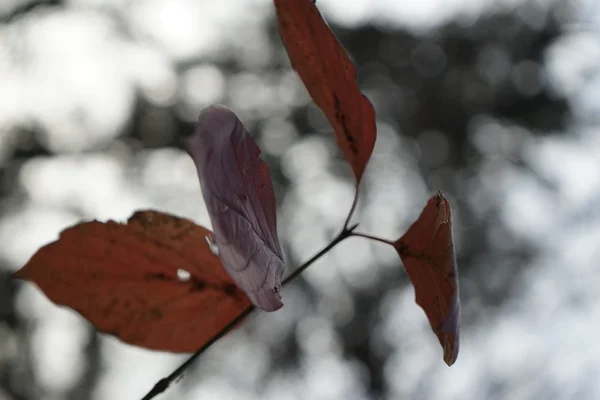 Late autumn in the park with beautiful, colorful leaves — Stock Photo, Image