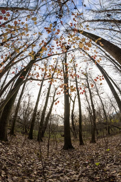 Pozdní podzim v parku s krásné, barevné listy. Efekty rybí oko objektivu — Stock fotografie