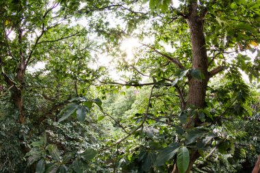 Görünümden Kew Gardens, Londra Kraliyet Botanik Bahçeleri