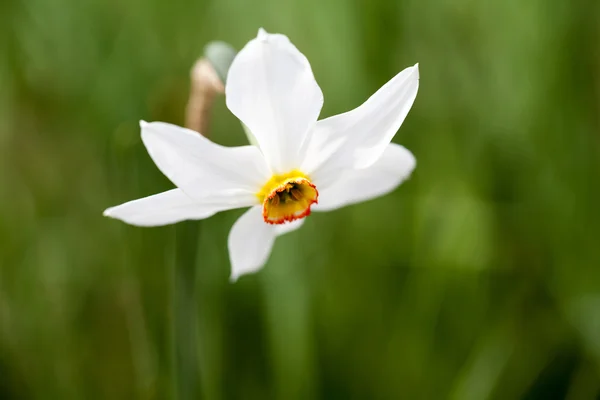 Vackra påsklilja med naturliga, grön bakgrund — Stockfoto