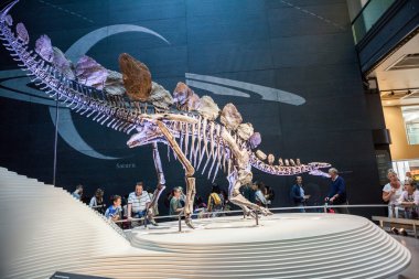 Londra, İngiltere - 27 Temmuz 2015: Doğal Tarih Müzesi - en eksiksiz stegosaurus