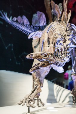 Londra, İngiltere - 27 Temmuz 2015: Doğal Tarih Müzesi - en eksiksiz stegosaurus