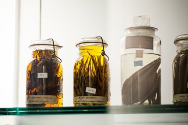 Londra, İngiltere - 27 Temmuz 2015: Doğal Tarih Müzesi - korunmuş hayvanlar ve türler, laboratuvar ayrıntıları